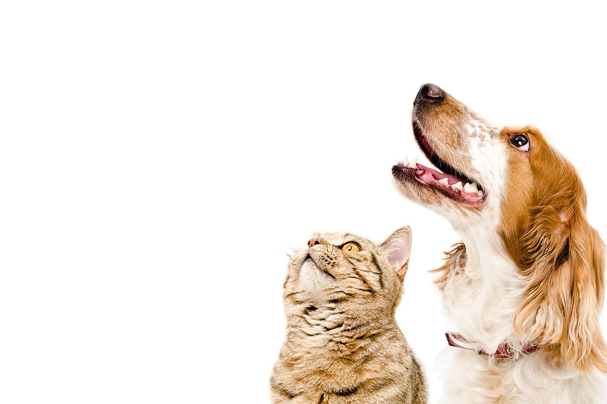 Pets bitbetter online shop